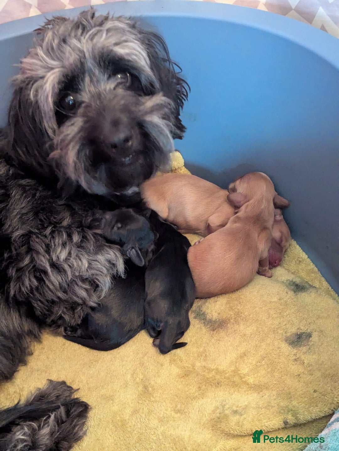 Mixed Breed dogs for sale: 75% Dachshund Cross Puppies - 4 Boys Available - Image 4