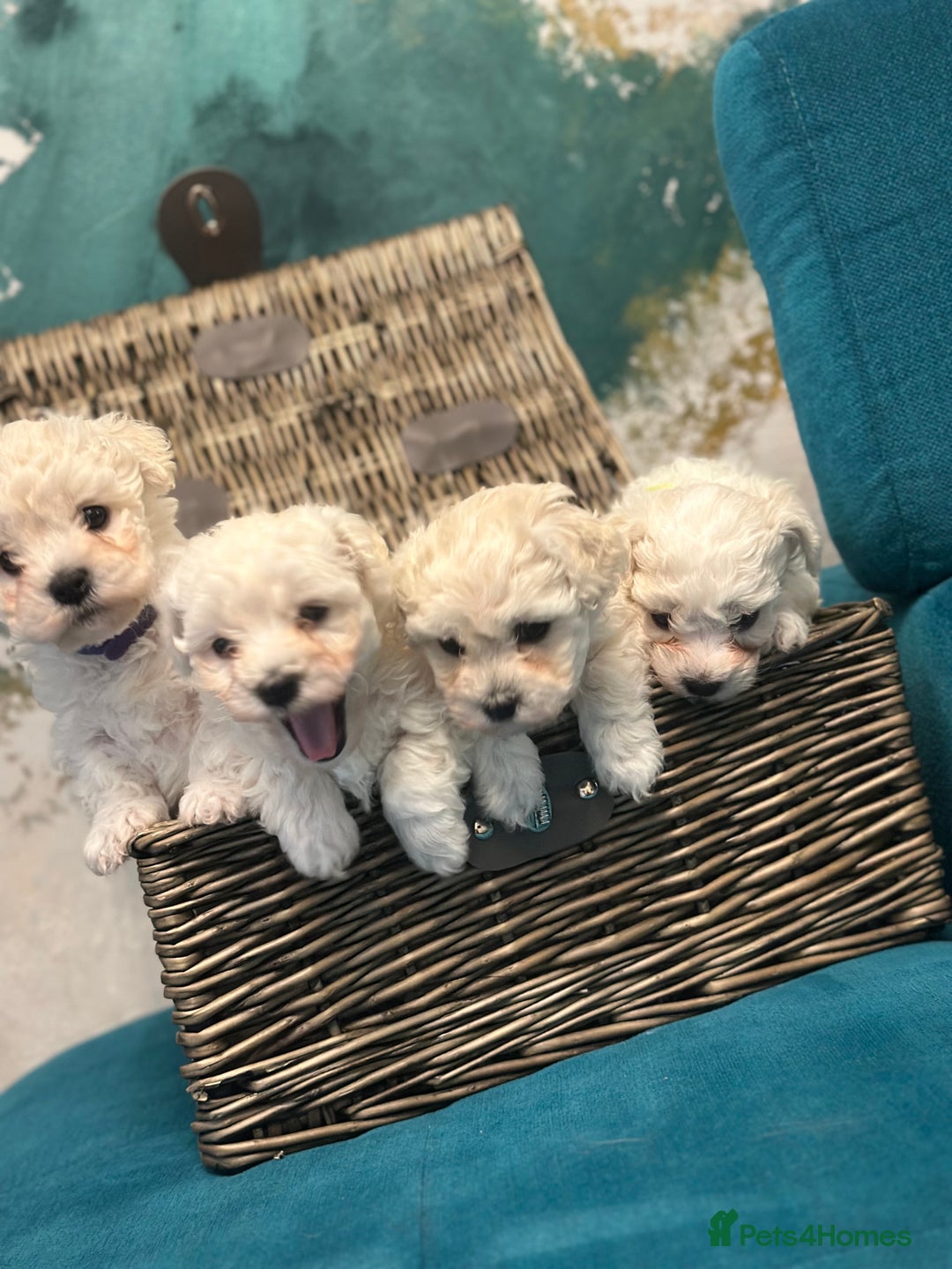 Bichon Frise dogs for sale: ✨ Bichon Frisé Puppies from Champion Bloodlines ✨ - Advert 29