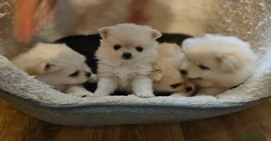 Pomapoo dogs Fluffy 4 Pomapoo Puppies Ready for Their Homes - Advert 5