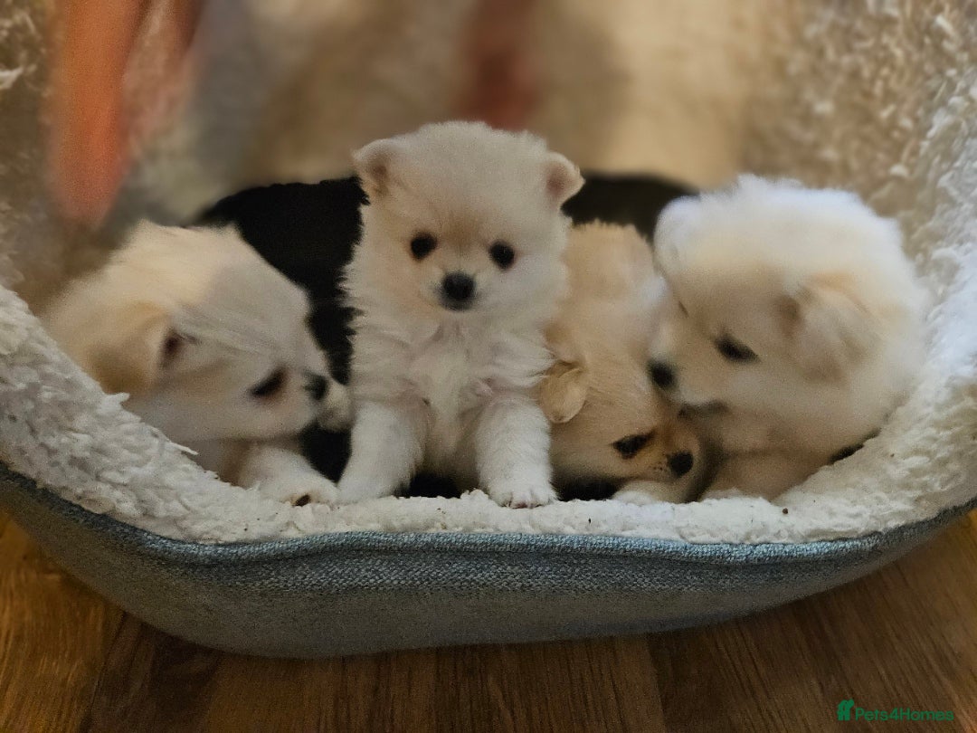 Pomapoo dogs for sale: Fluffy 4 Pomapoo Puppies Ready for Their Homes - Advert 1