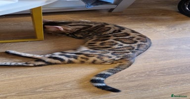 Bengal cats Active Tica registered boy😍 - Advert 8