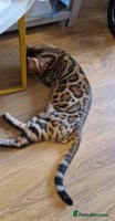Bengal cats Active Tica registered boy😍 - Advert 8