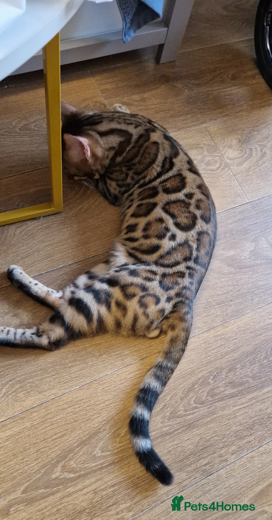 Bengal cats for sale: Active Tica registered boy😍 - Advert 4