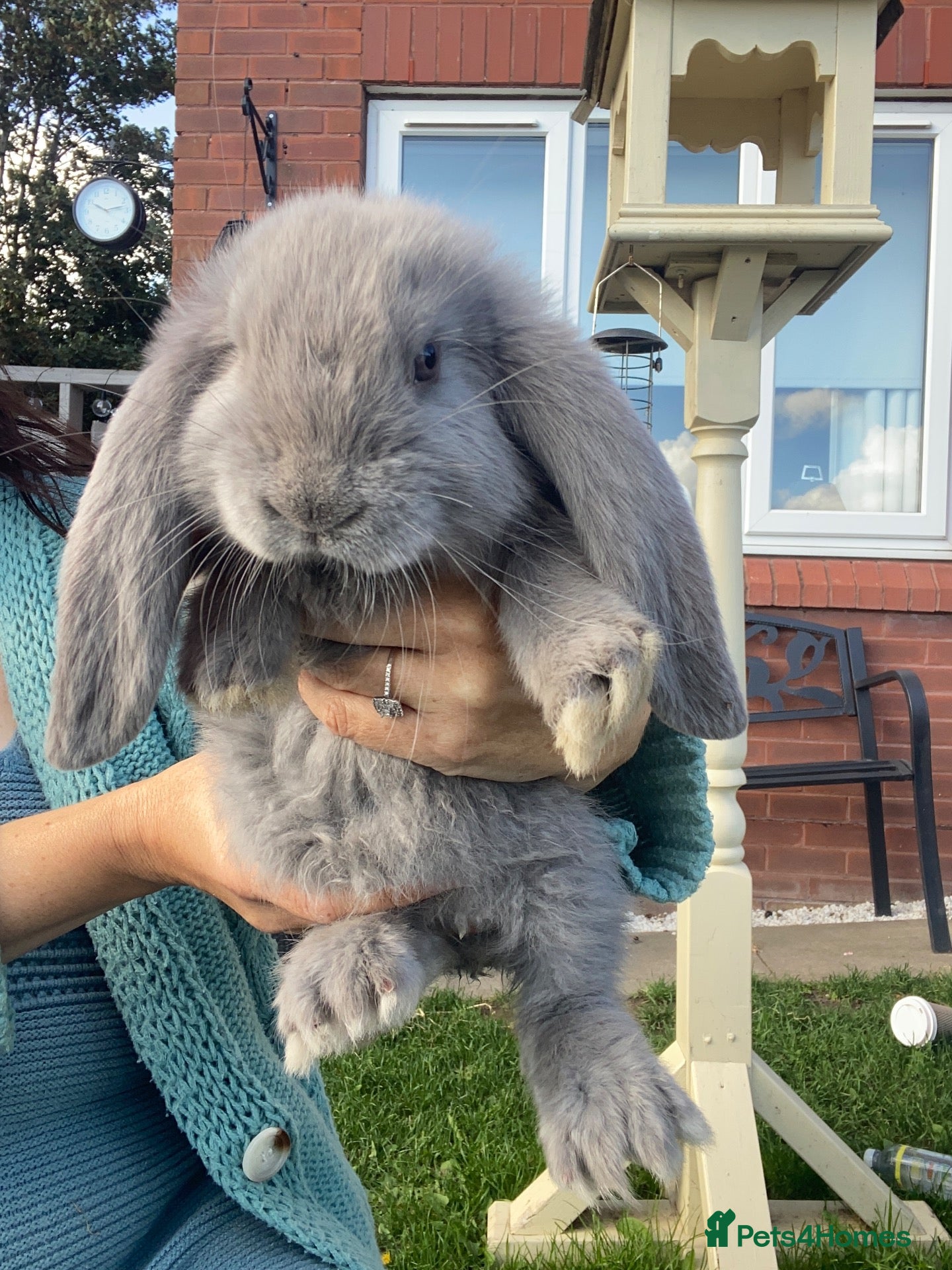 French Lop rabbits French lop stunning babies  - Advert 14