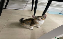 Mixed Breed cats for sale: Kittens for free  - Image 1