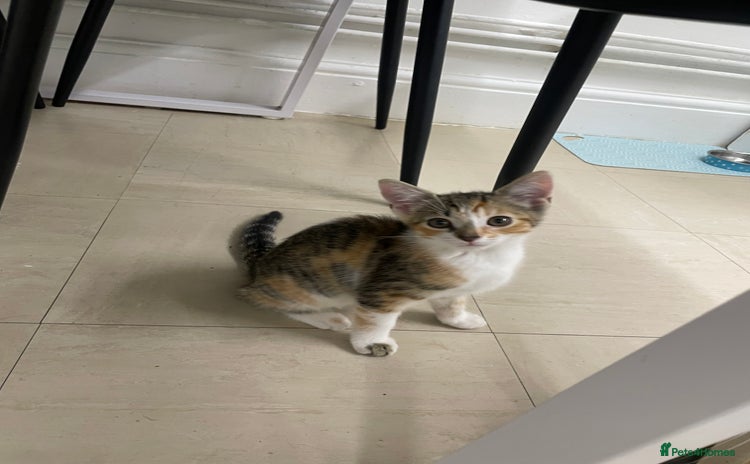 Mixed Breed cats for sale - Advert 1