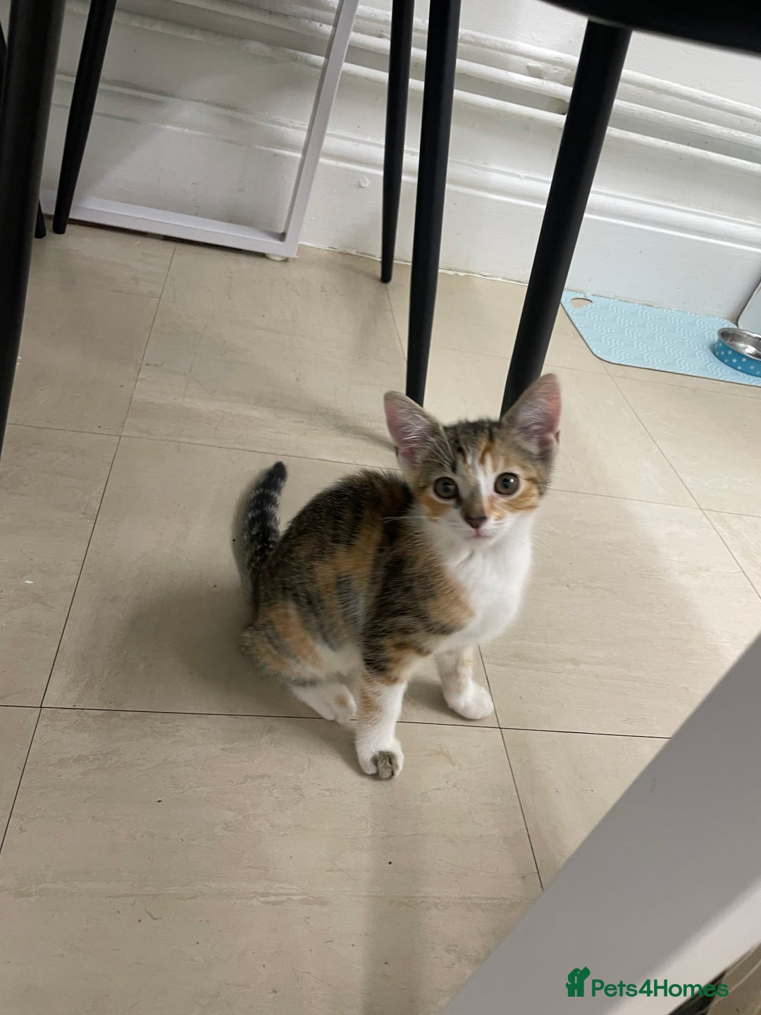 Mixed Breed cats for sale: Kittens for free  - Image 1