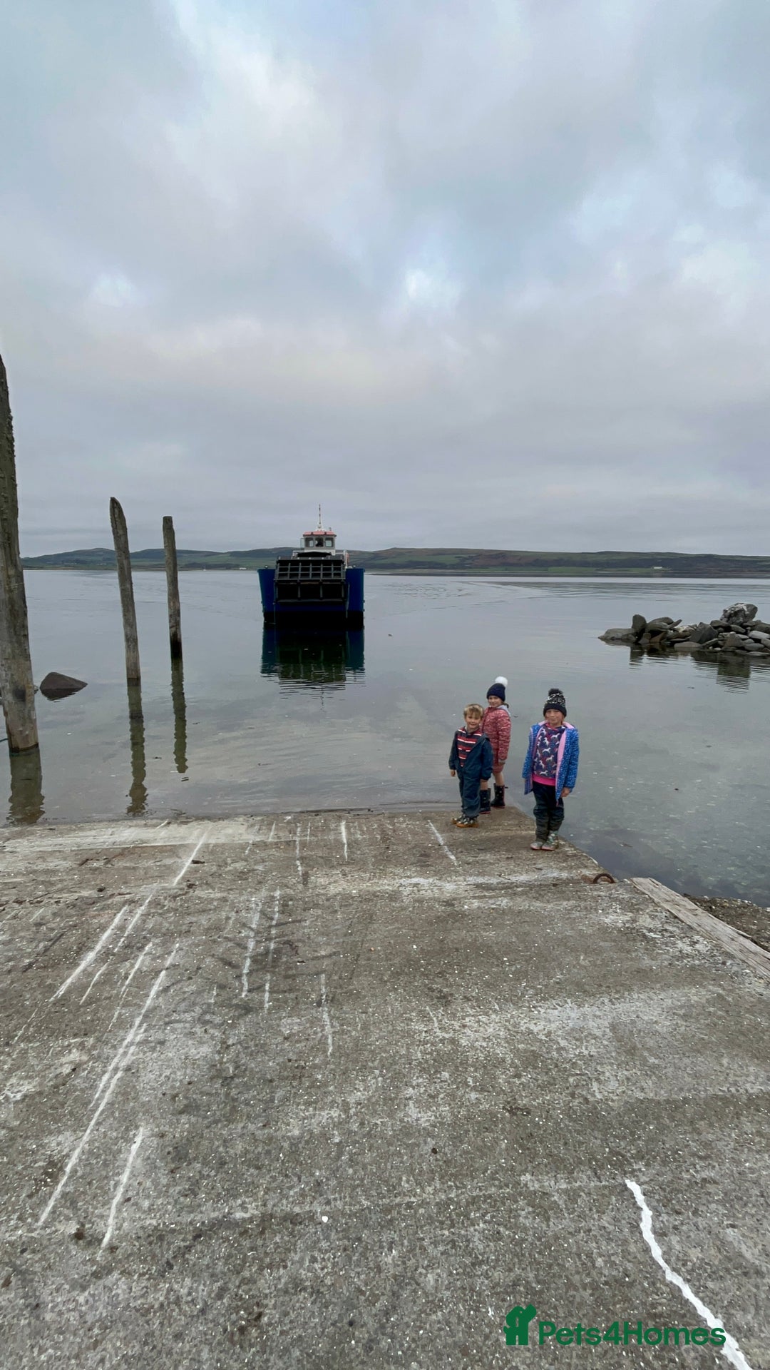 Bernedoodle dogs for sale: Gorgeous Bernedoodle Pups - Advert 22