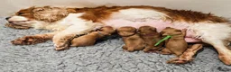 Cavapoo dogs for sale: Gorgeous Ruby Cavapoo Puppies  - Advert 5