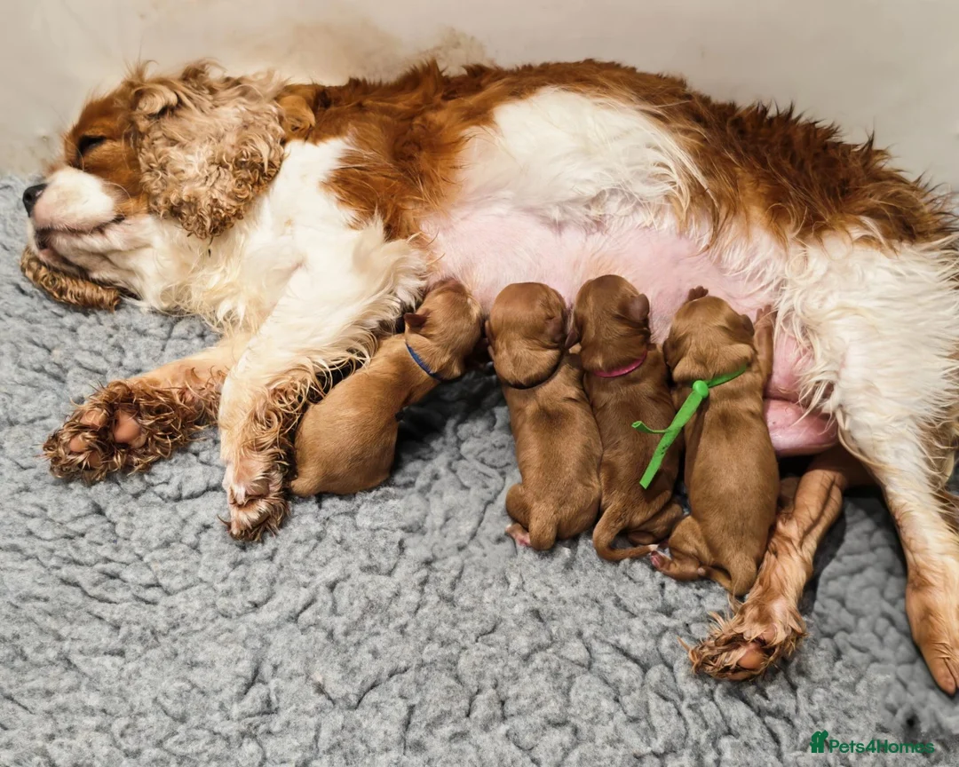 Cavapoo dogs for sale: Gorgeous Ruby Cavapoo Puppies  - Advert 5