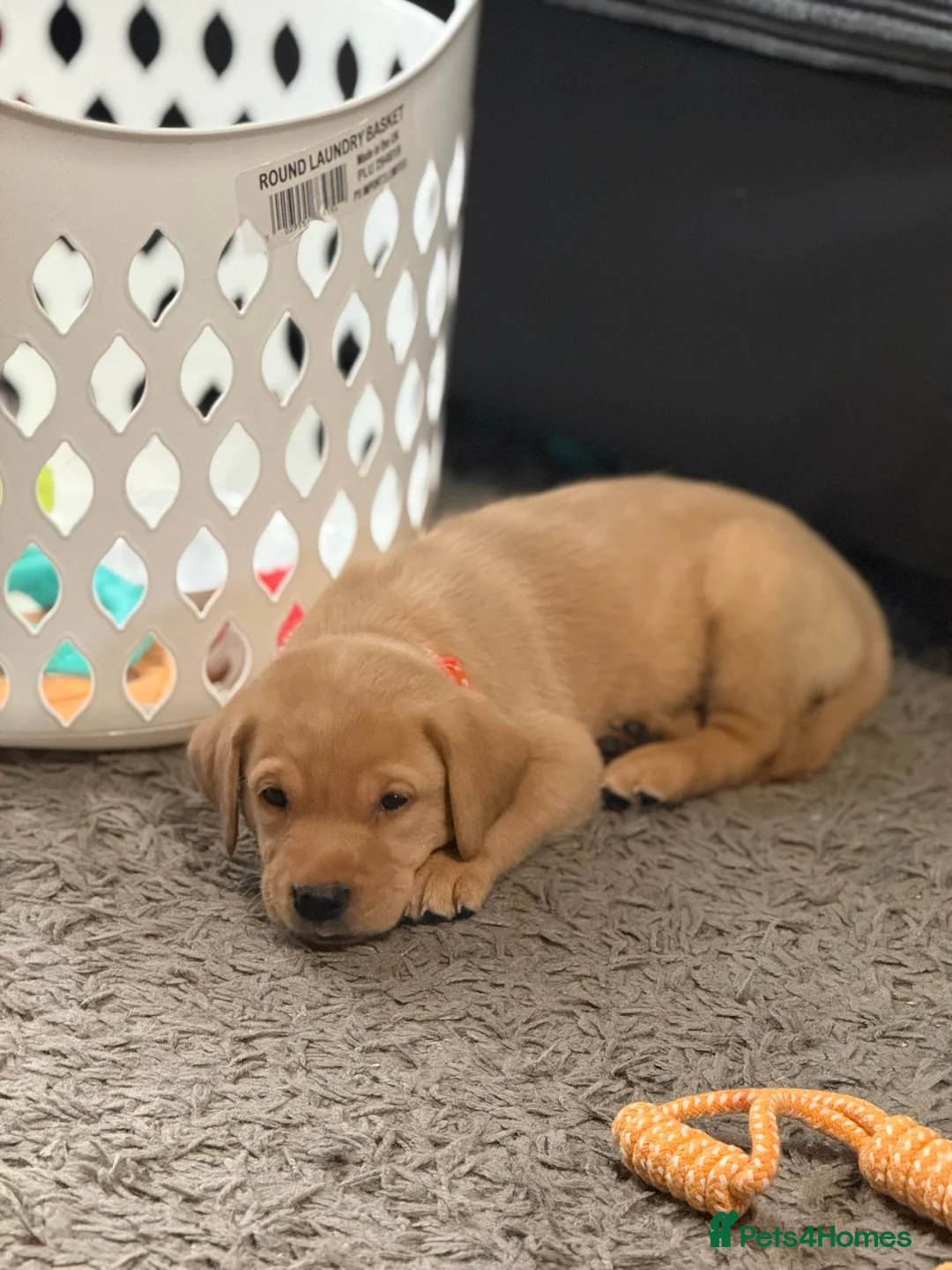 Labrador Retriever dogs for sale: Beautiful Chunky Labrador Puppies  in Alfreton - Advert 11