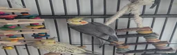 Cockatiels birds for sale: John cockatiels - Advert 7