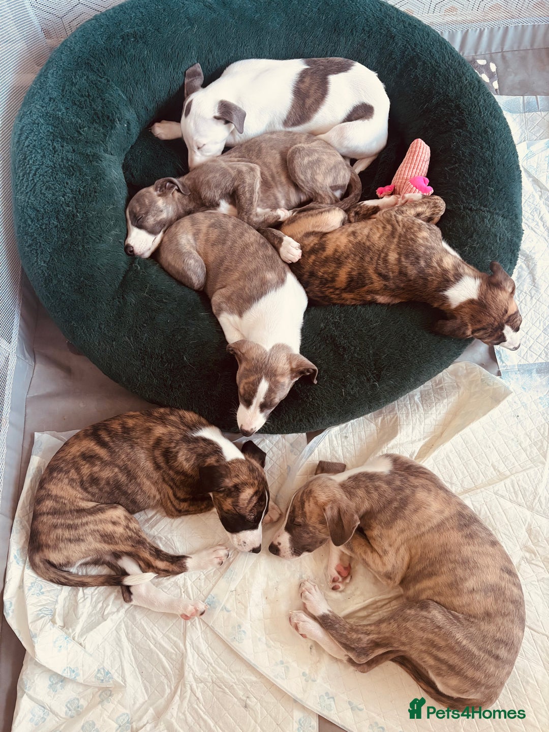 Whippet dogs for sale: Beautiful Blue Girl Whippet pup LAST ONE - Advert 2
