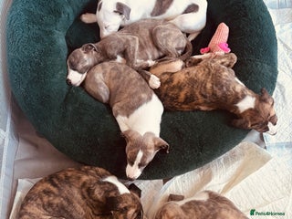 Whippet dogs Beautiful Whippet pups, blue, white and brindle - Advert 3