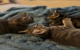 Maine Coon cats for sale: Maincoon X Bengal Tabby beautiful markings - Image 16