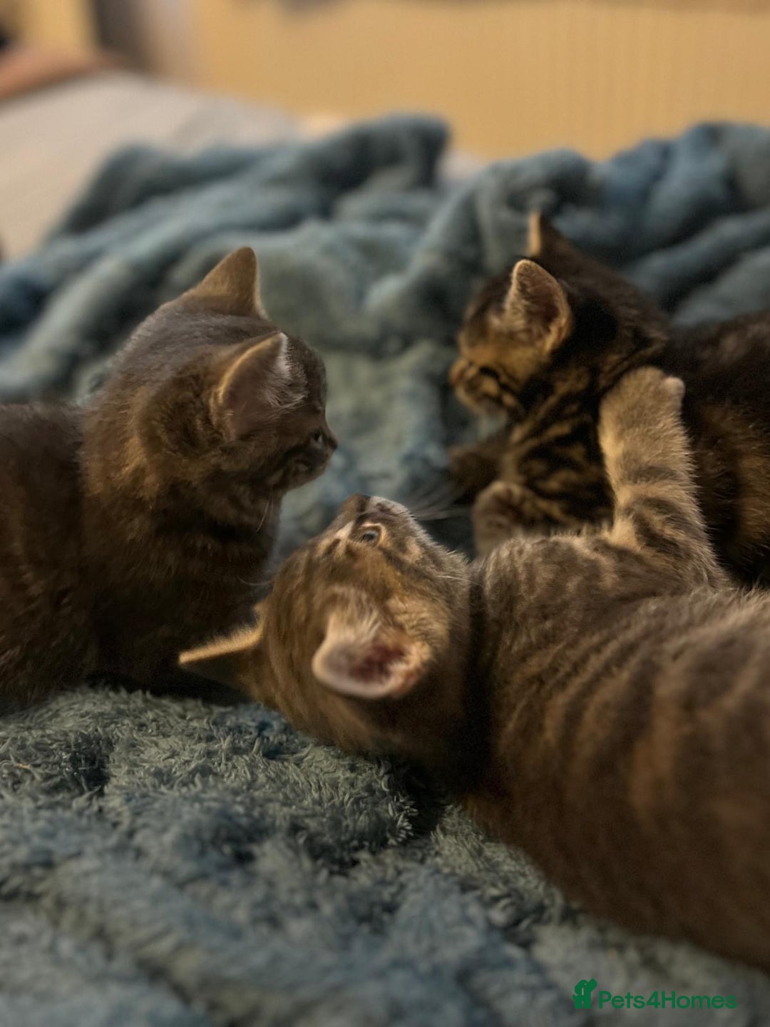 Maine Coon cats for sale: Maincoon X Bengal Tabby beautiful markings - Image 16