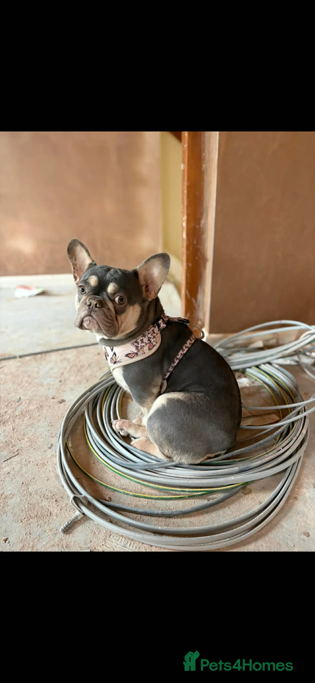 French Bulldog dogs for sale: Frenchie Winnie needs a loving home - Advert 2