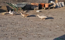 Ducks poultry for sale: Muscovy  - Image 4