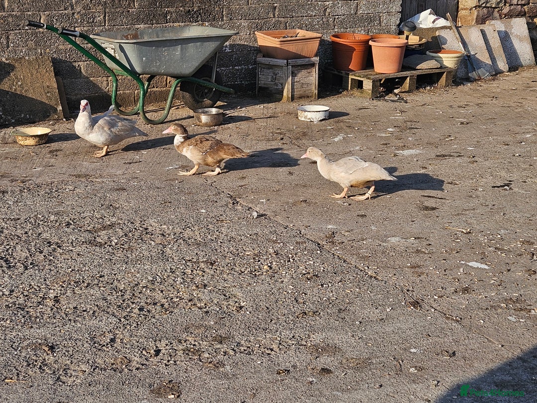 Ducks poultry for sale: Muscovy  - Image 4