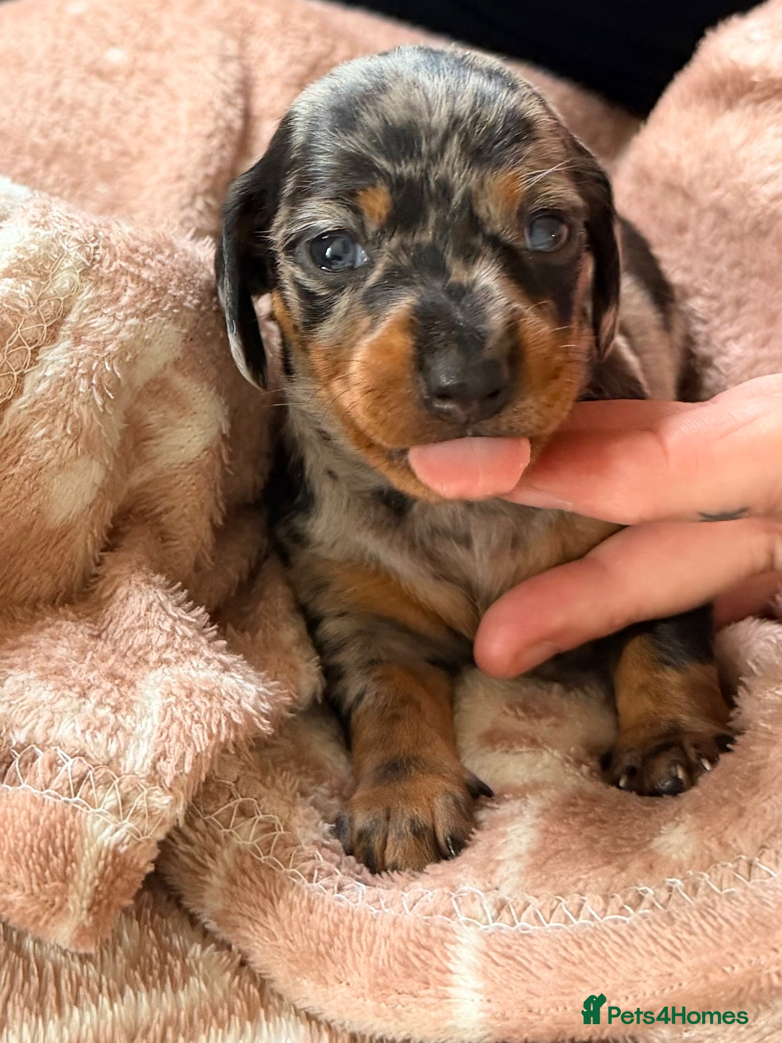 Miniature Dachshund dogs EXCEPTIONAL QUALITY KC DAPPLE GIRLS - Advert 3