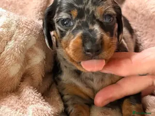 Miniature Dachshund dogs EXCEPTIONAL QUALITY KC DAPPLE GIRLS - Advert 3