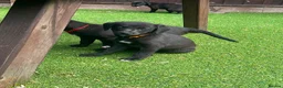 Mixed Breed dogs for sale: Beautiful F1 Bedlington Whippet  in Bradford - Advert 23