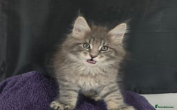 Maine Coon cats for sale: Maine coon kittens ready  - Image 4