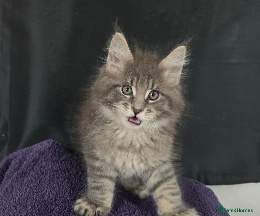 Maine Coon cats for sale: Maine coon kittens ready  - Image 4
