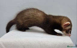Ferret rodents for sale: Micro ferrets - Image 3