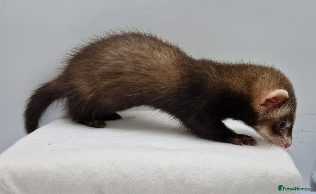 Ferret rodents for sale: Micro ferrets - Image 3