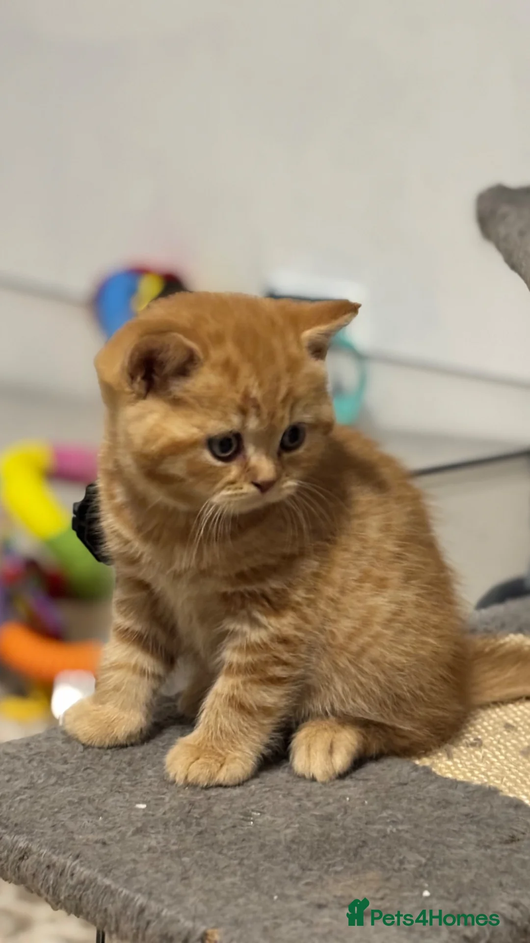 British Shorthair cats for sale: **TICA Registered British Shorthair Kittens🧡🤎 - Advert 19
