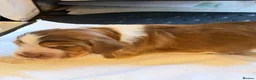 Cocker Spaniel dogs for sale: Show type cocker spaniels  - Advert 35