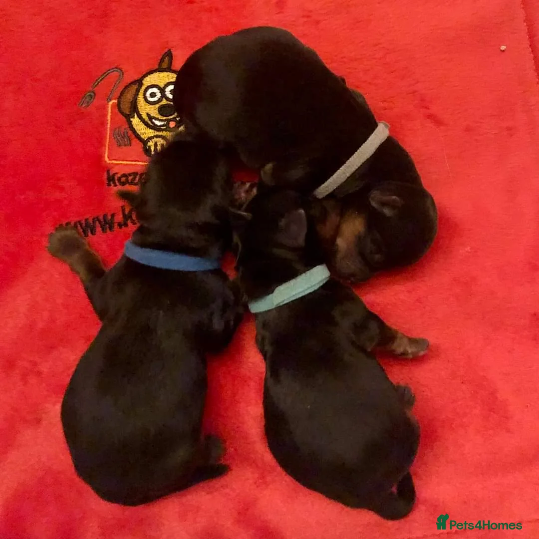 Yorkshire Terrier dogs for stud: PROVEN KC reg 2.5kg experienced STUD boy in Newton-le-Willows - Advert 24