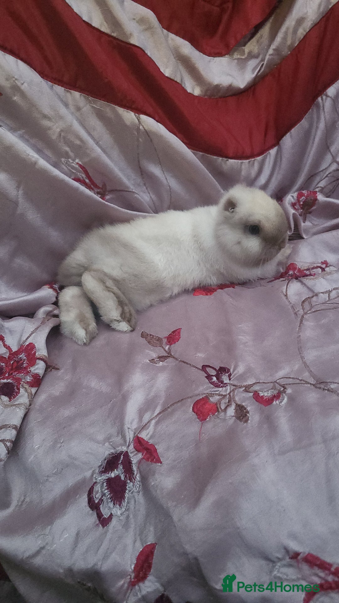 Mini Lion Lop rabbits for sale: Beautiful special little rabbit looking for home - Advert 4