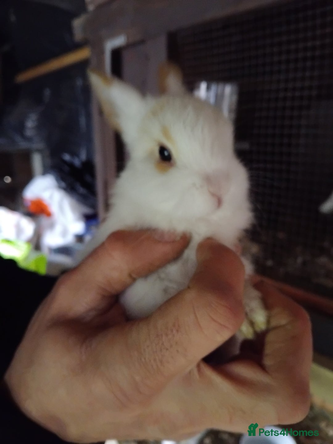 Mini Lop rabbits for sale: Mini baby lops - Advert 5
