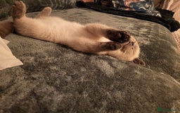 British Shorthair cats for sale: BSH FEMALE KITTEN - Image 4