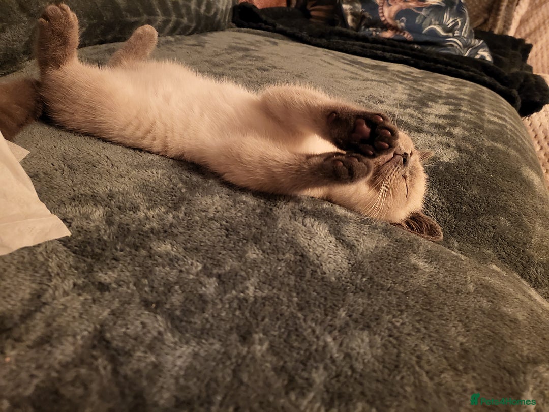 British Shorthair cats for sale: BSH FEMALE KITTEN - Image 4