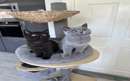 British Shorthair cats for sale: Gccf pedigree black little boy  - Image 17