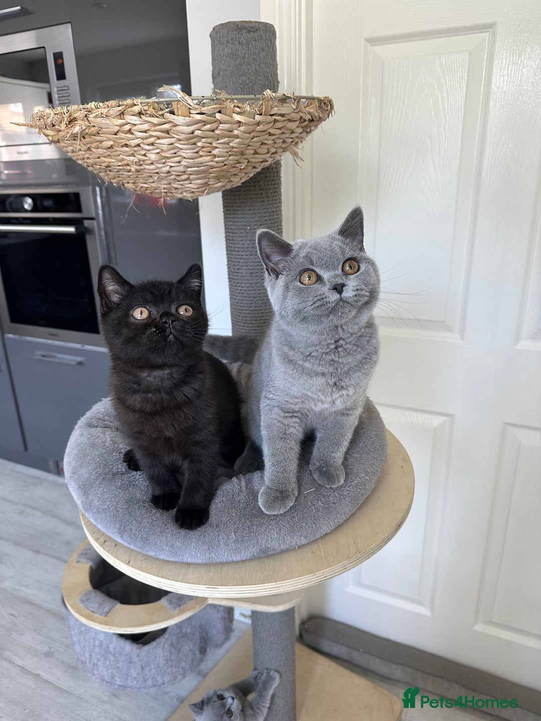 British Shorthair cats for sale: Gccf pedigree black little boy  - Image 17