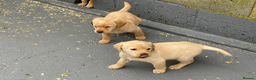 Labrador Retriever dogs for sale: Labrador puppies  - Advert 3