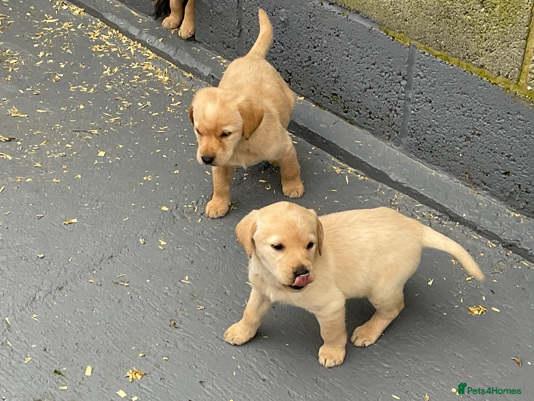 Labrador Retriever dogs for sale: Labrador puppies  - Advert 3