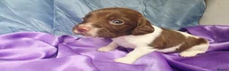 English Springer Spaniel dogs for sale: KC Home - Heath tested, Licensed Springer Pups⭐️ - Advert 21