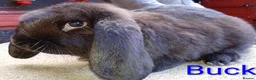 French Lop rabbits for sale: French lop  - Advert 11