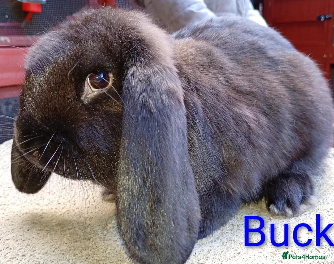 French Lop rabbits for sale: French lop  - Advert 11
