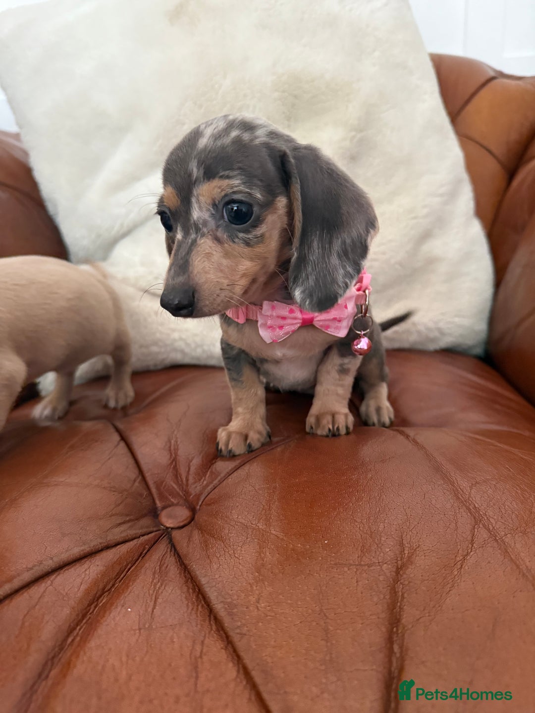 Miniature Dachshund dogs for sale: Beautiful Mini Dachshund Pups 🐶 5 Star ⭐ Breeder - Image 15