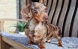 Dachshund dogs for sale: Chocolate try/dapple - Image 12