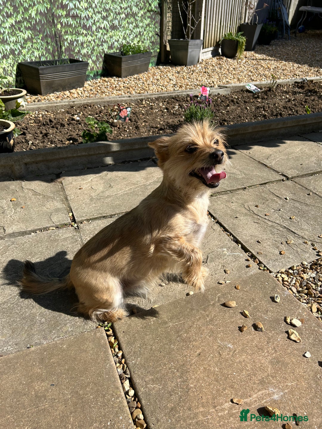 Chorkie dogs for sale: Reggie - Image 3