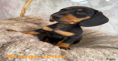 Miniature Dachshund dogs - Advert 4