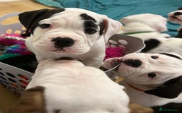 Old Tyme Bulldog dogs for sale: 🩷🩷Old Tyme Bulldog Puppies🩷🩷 - Image 6