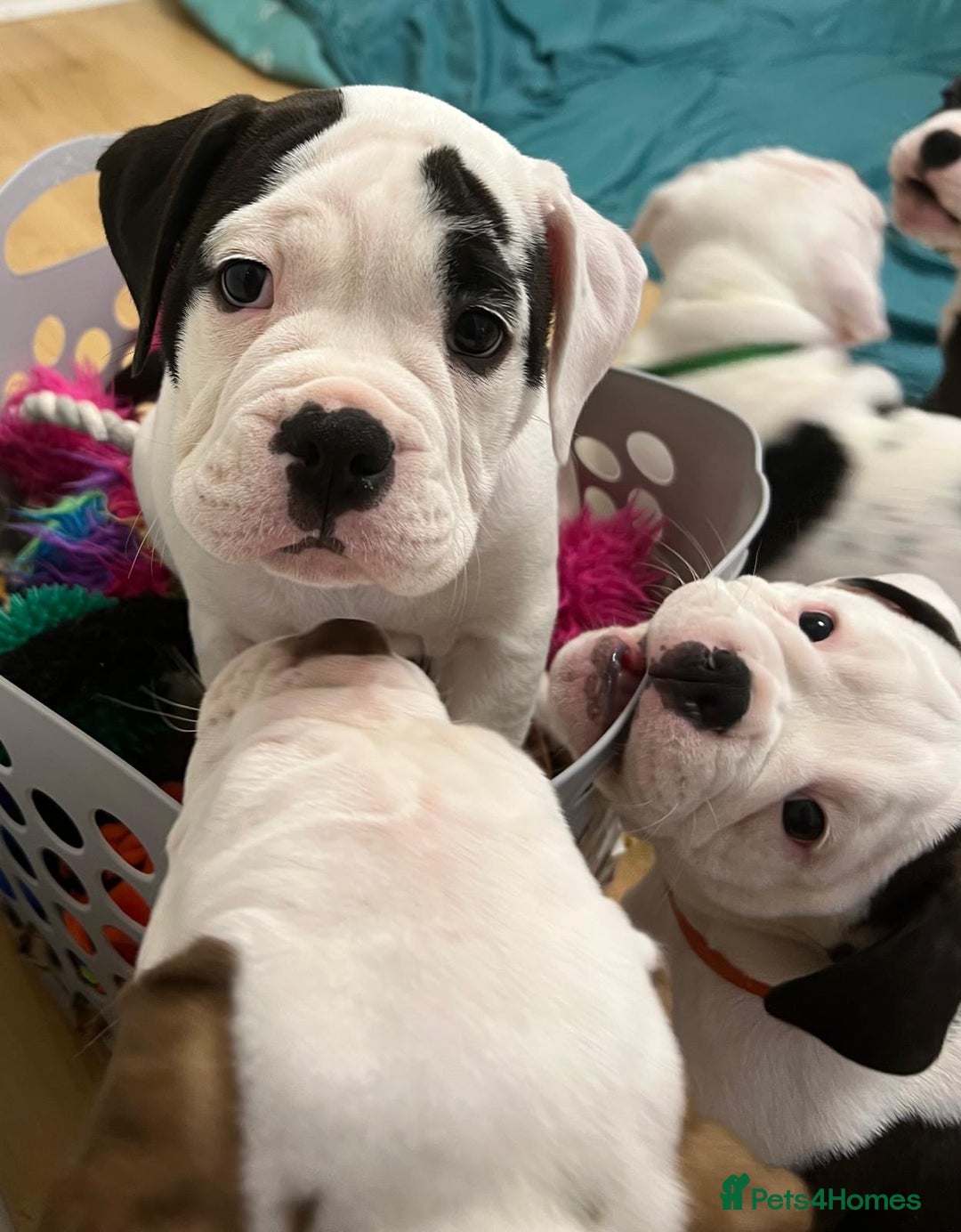 Old Tyme Bulldog dogs for sale: 🩷🩷Old Tyme Bulldog Puppies🩷🩷 - Image 6